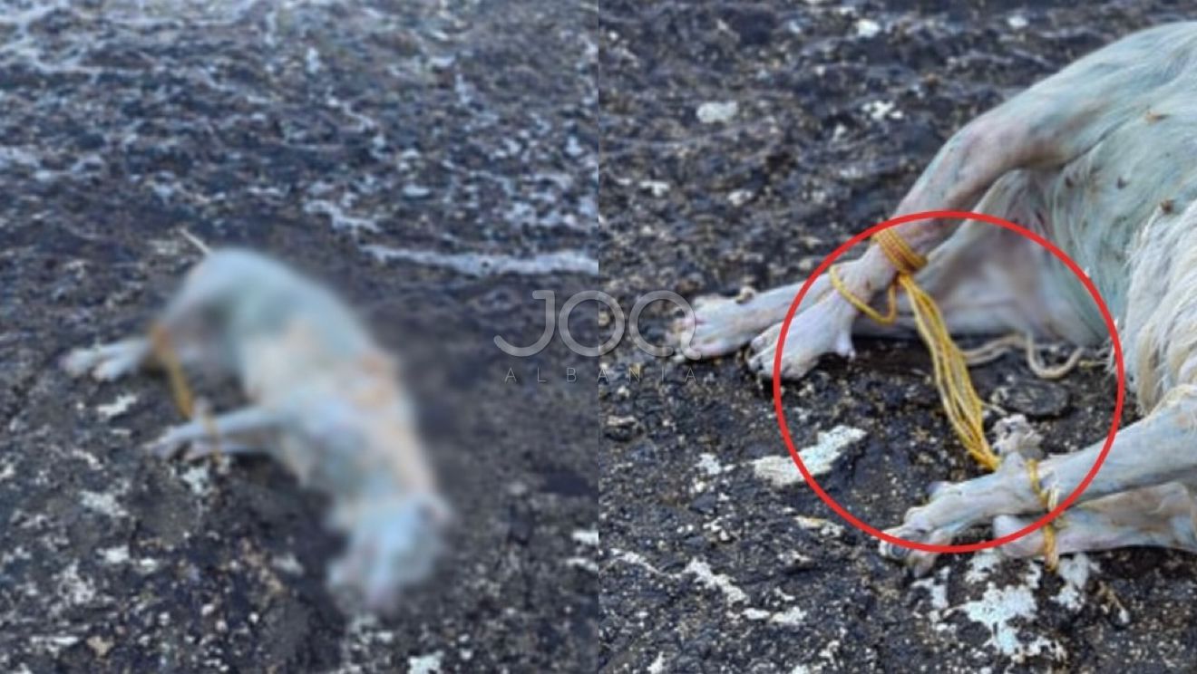 I hedhur në det me këmbët e lidhura me spango, qeni gjendet i pajetë në bregdetin e Sarandës