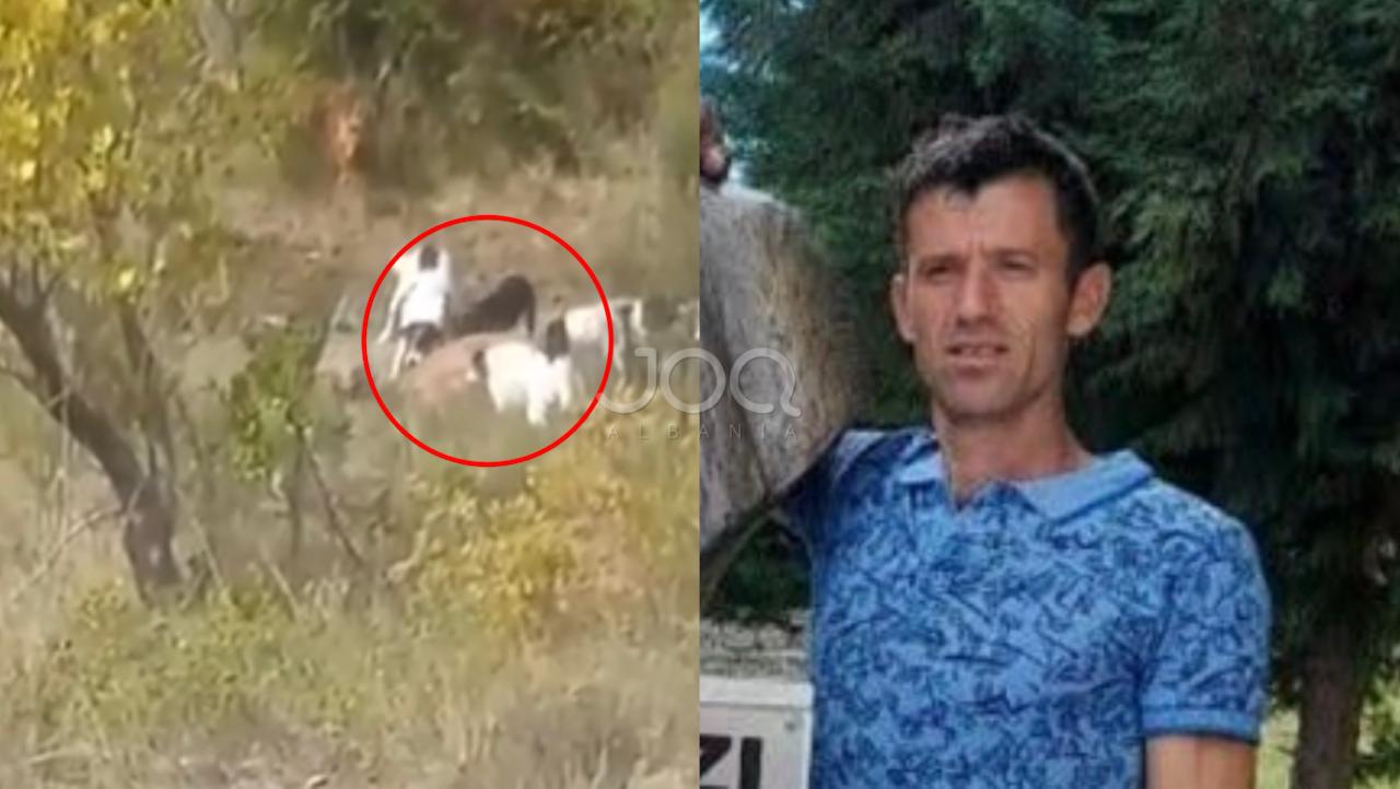 Pas denoncimit në JOQ, Policia e Mallakastrës procedon 40-vjeçarin që nxiti qentë të sulmonin mushkën deri në ngordhje