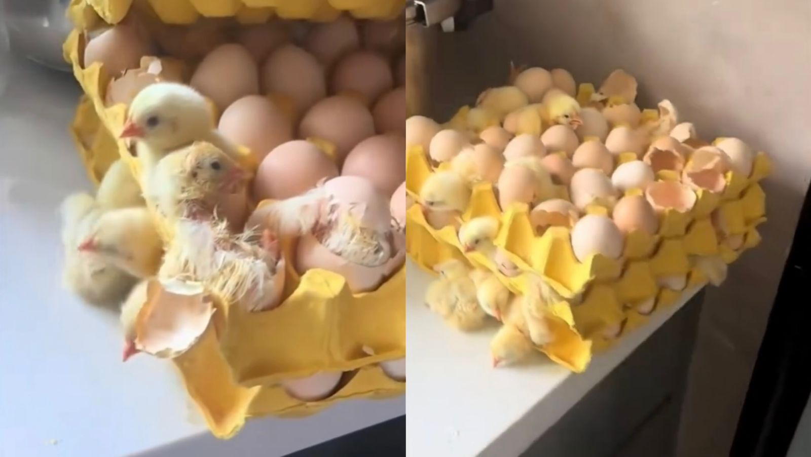 “U kthye pas dy ditësh në shtëpi, vezët e blera kishin çelur 70 zogj”