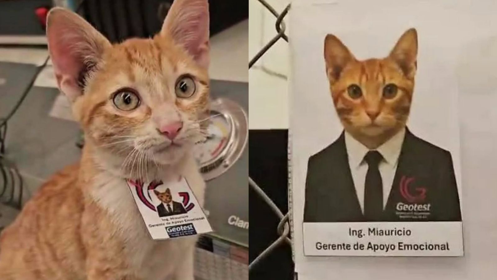 Kompania meksikane shpëton maçokun endacak dhe e punëson si “inxhinier”