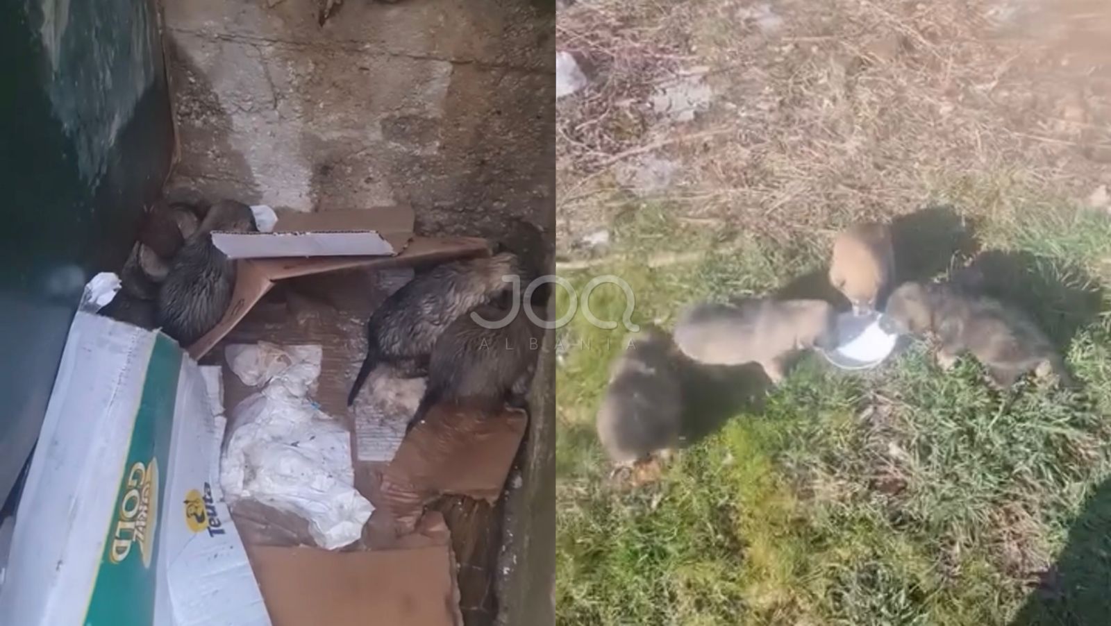 Çnjerëzore! Këlyshët sapo kishin hapur sytë, përfundojnë në kosh