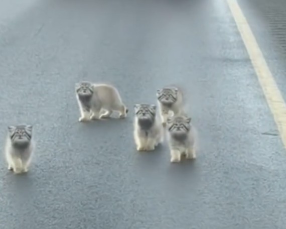 Bllokimi më i ëmbël i trafikut  Po të ishe  a do ta merrje njërën në shtëpi 