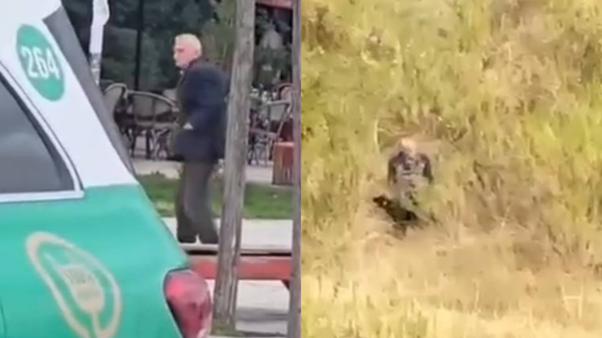 I moshuari në Tiranë abuzon me qenin endacak në sy të qytetarëve