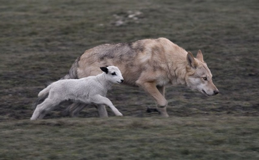 Qengji bëhet shok me ujkun dhe e ndjek kudo 