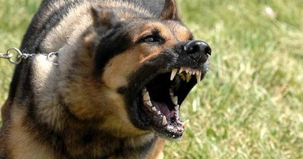 Kafshohet nga qeni i fqinjit, humb jetën 65-vjeçarja