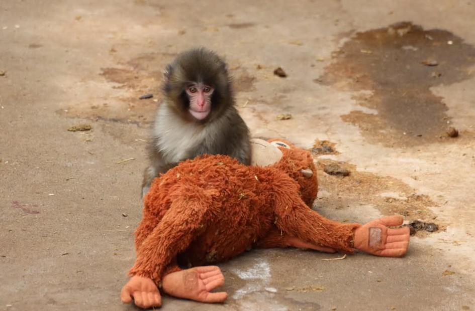 Braktisja e një këlyshi majmun që preku botën