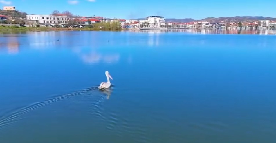 Rrezikon të zhduket  pelikani kaçurrel zbukuron liqenet e Belshit