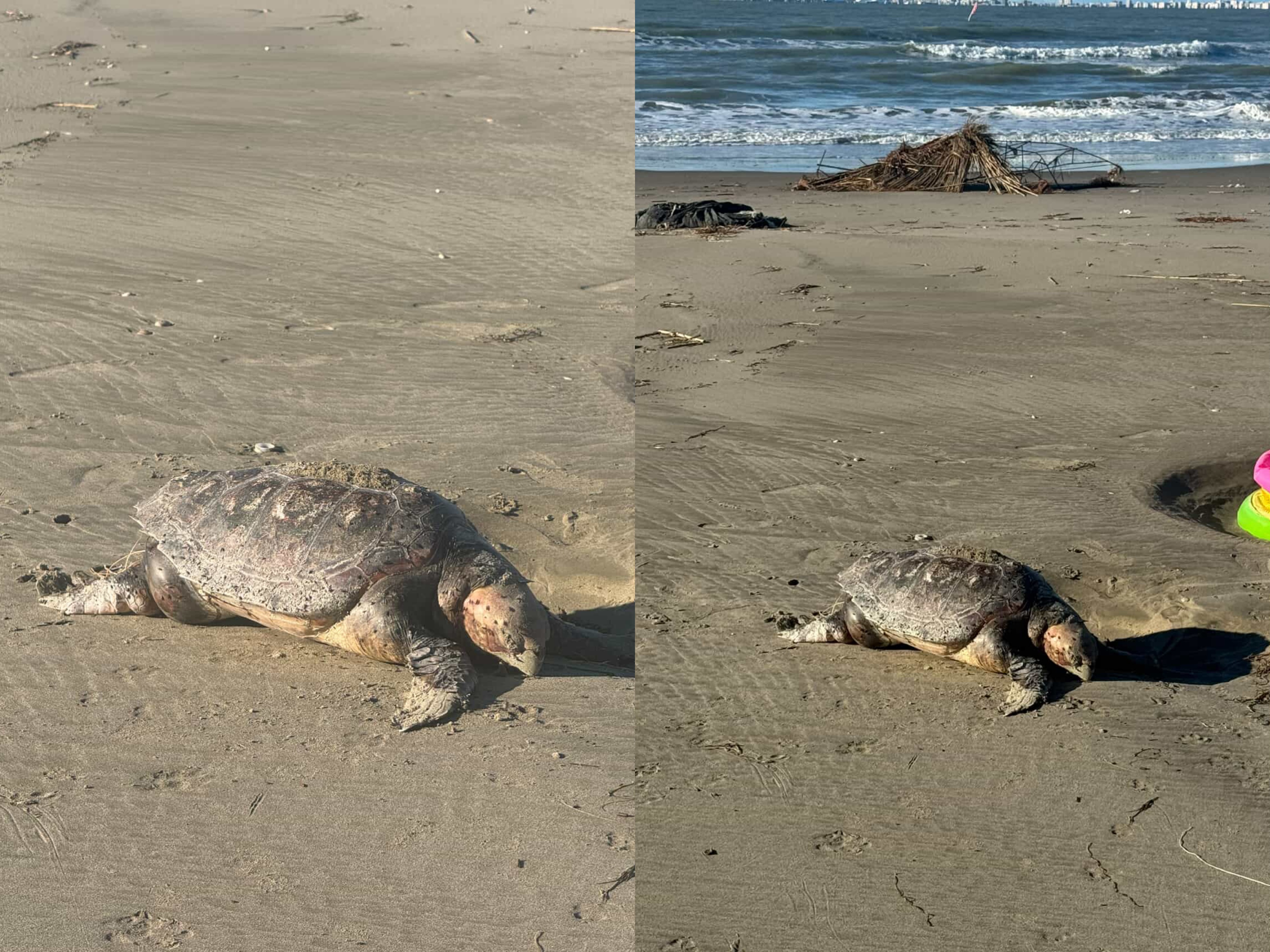 Breshka gjigante e detit gjendet e ngordhur në Qerret