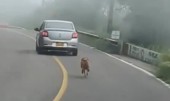 Qeni dhe dashuria për fqinjin që e ushqen dhe kujdeset për të