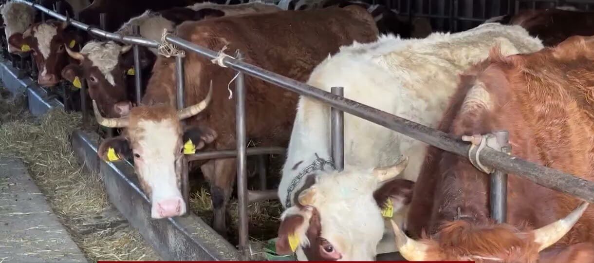 Alarm për sëmundje infektive te gjedhët në Lubishtë – Ministria e Bujqësisë jep detaje për masat