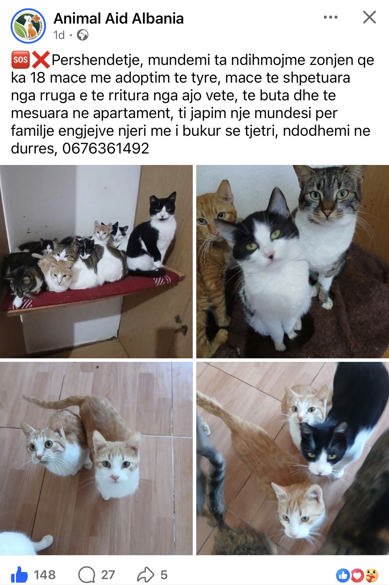 18 mau të ëmbla për adoptim, një grua i ka shpëtuar nga rruga