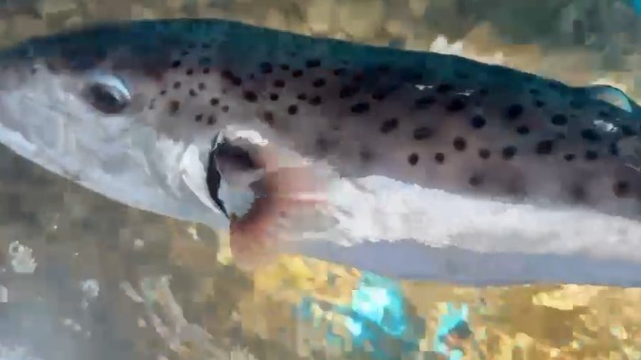 Rishfaqet peshku helmues Qyle në Vlorë  kujdes mos e prekni