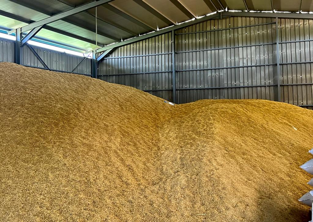 Misri i fermerëve të Maliqit mbetet stok  në treg shitet ai serb