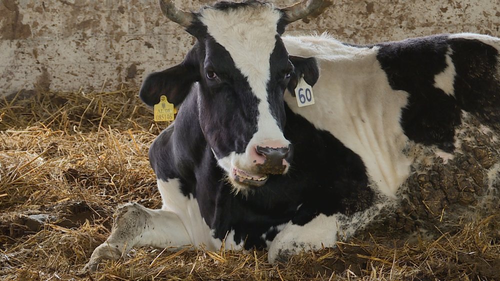 Nga fushat plot tufa te stanet e mbyllura  blegtoria në Myzeqe drejt zhdukjes
