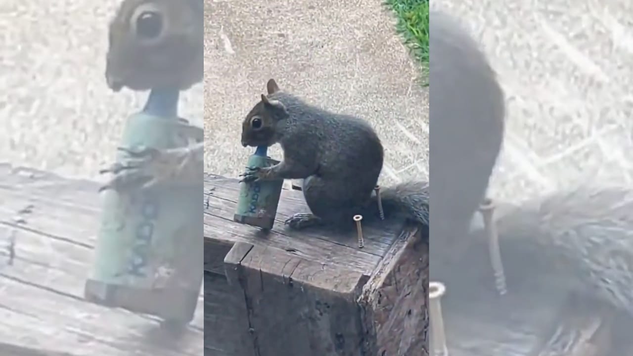 Cigaret elektronike po rrezikojnë jetën e ketrave