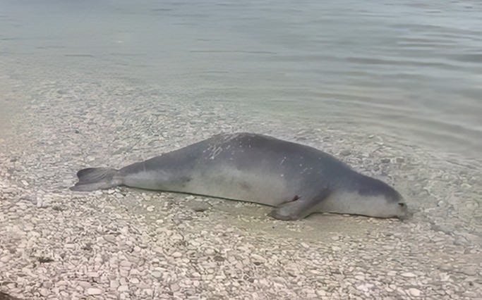 Një fokë e ngordhur gjendet në bregdetin e Orikumit