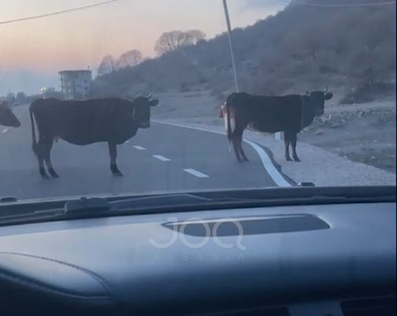 Lopët  pushtojnë  rrugën e Velipojës   shpallin pavarësinë  në mes të asfaltit