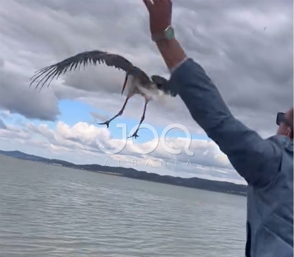 I riu shpëton lejlekun e sëmurë dhe e rikthen në Lagunën e Nartës