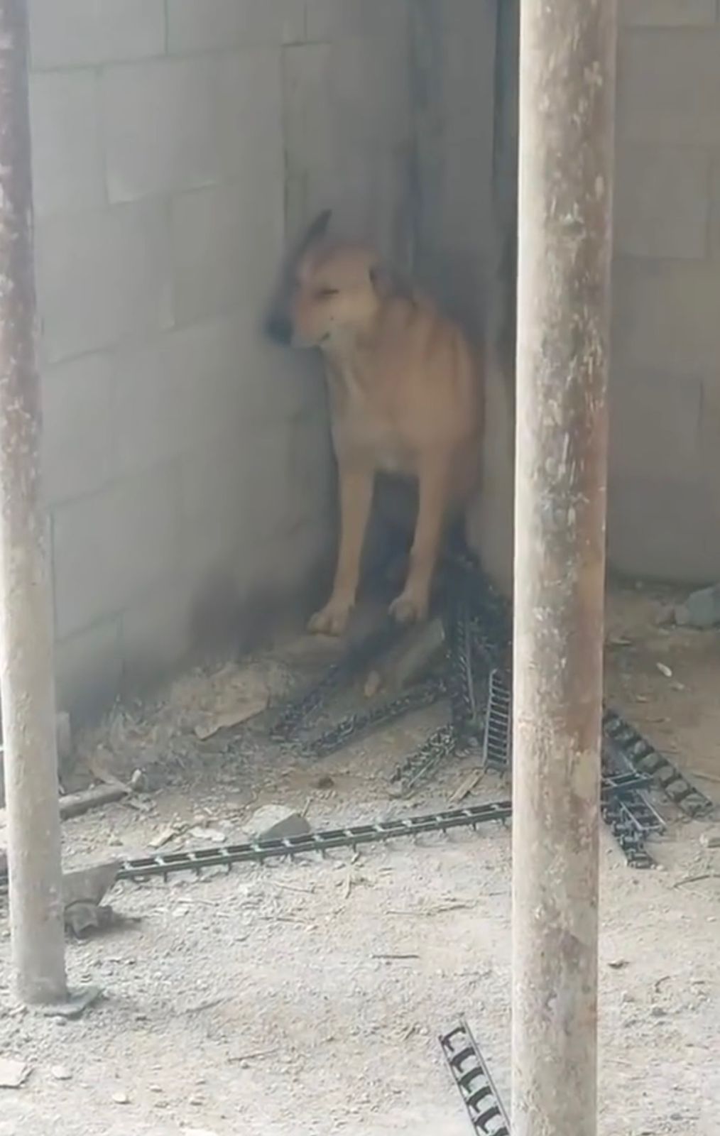 Lufta s’kursen as kafshët: Qeni struket dhe dridhet pasi bien sirenat e alarmit në Palestinë