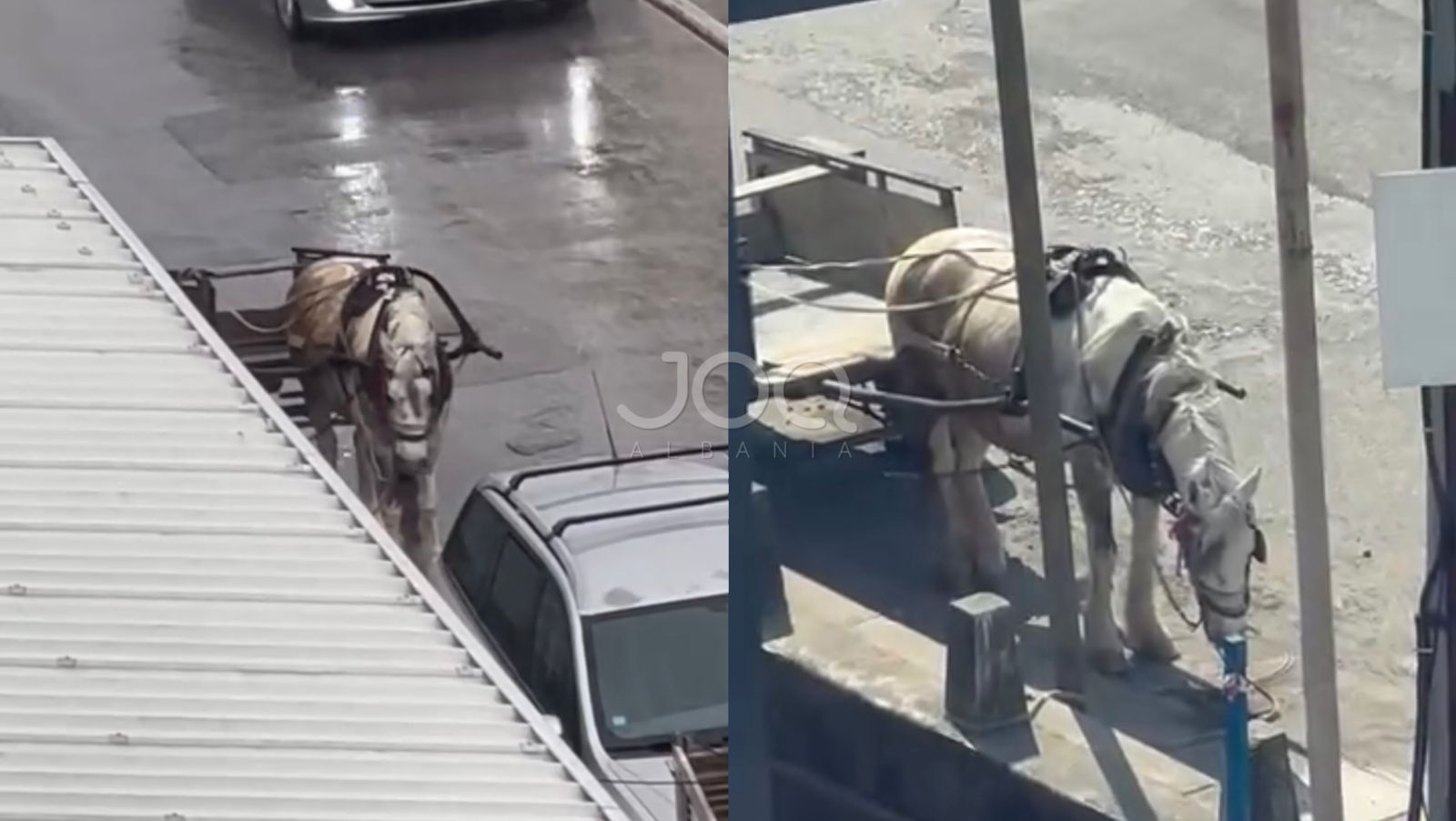 “Kali me karrocë lihet vazhdimisht pa kujdes, qytetarët të shqetësuar për gjendjen e tij”
