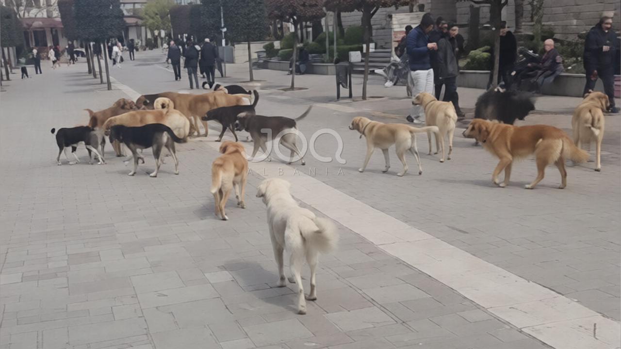 “I sjellin nga rrethet”: Qentë endacakë pushtojnë sheshin pranë Bashkisë Librazhd