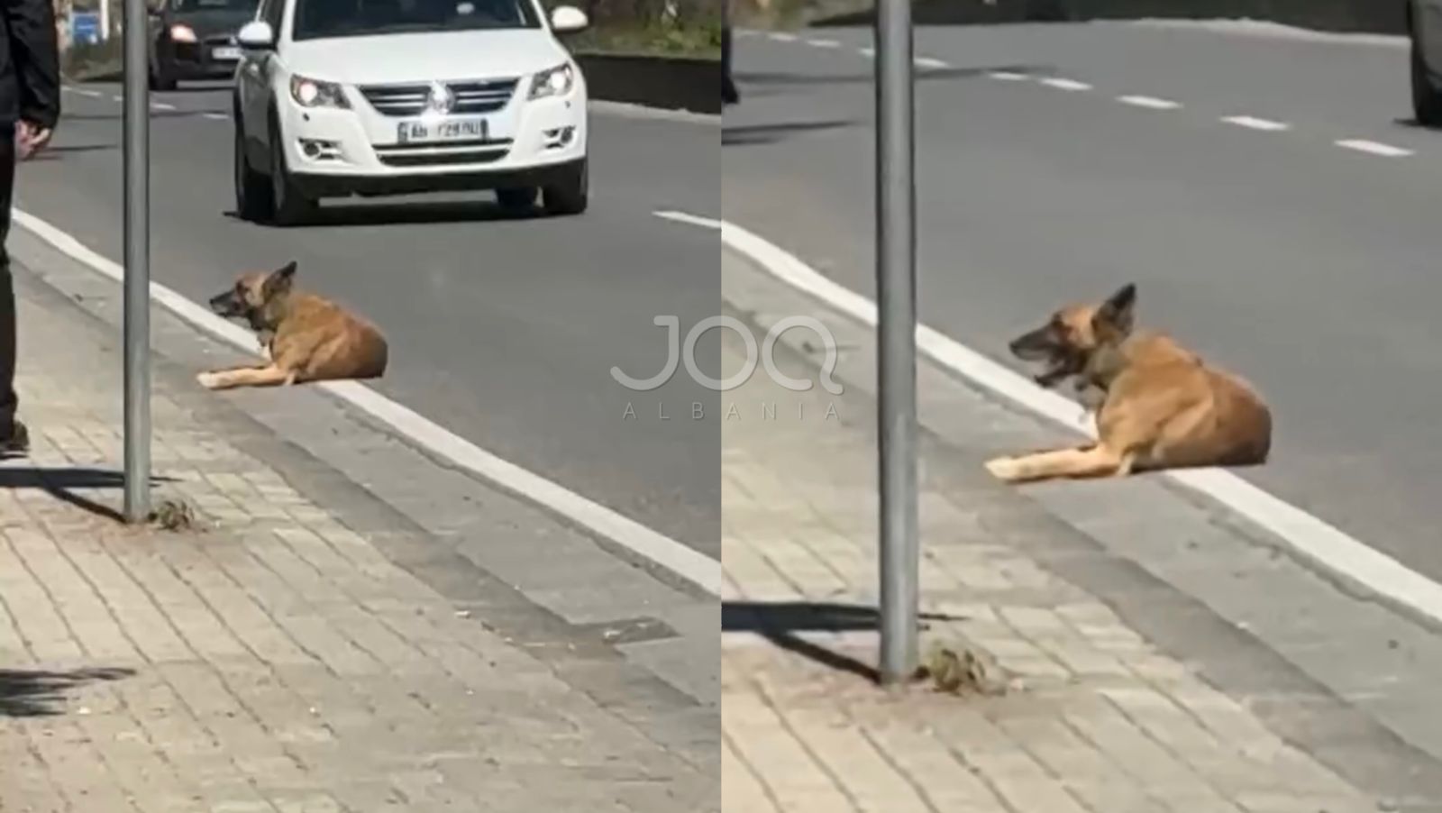 Qeni goditet nga makina pranë Gardës së Republikës, kërkohet ndihmë urgjente