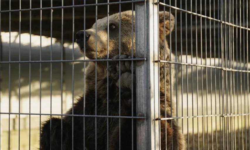Pas luanit Erion edhe arusha Flora shkon në Gjermani për të jetuar
