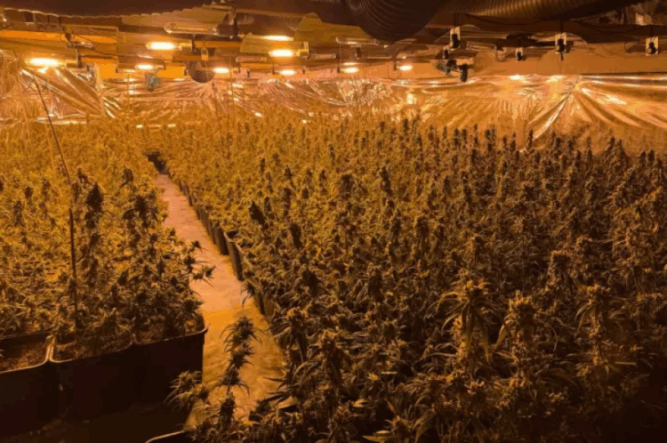 U tradhtuan nga koshi i mbeturinave, policia gjermane zbulon plantacionin e kanabisit të shqiptarëve