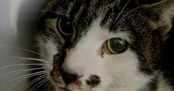 Çudira nga Italia  Përdhunohet macja në Romë