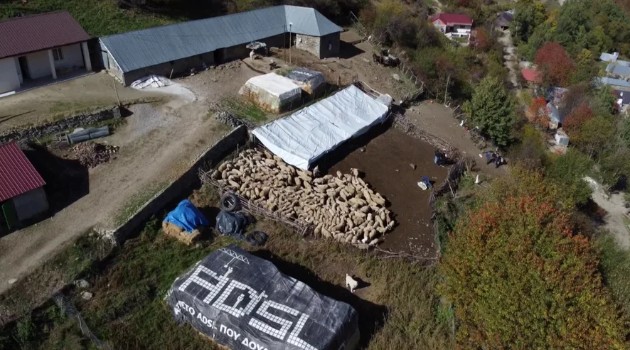 Shpërthen afta epizootike në Greqi  ndalohet importi i kafshëve në Shqipëri