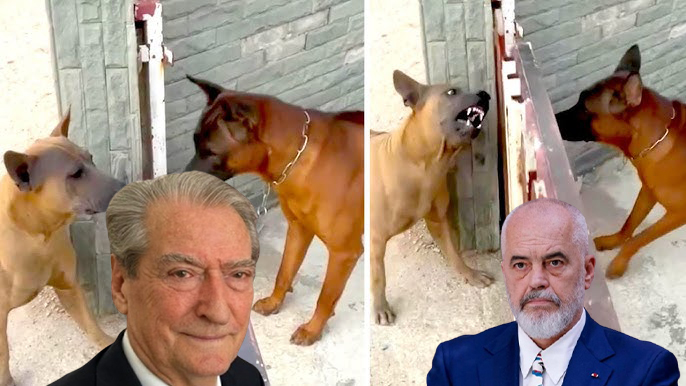 Ham  ham  dhe qetësi  Protesta e fuqishme e PD pasi Rama nuk lëshoi Belën