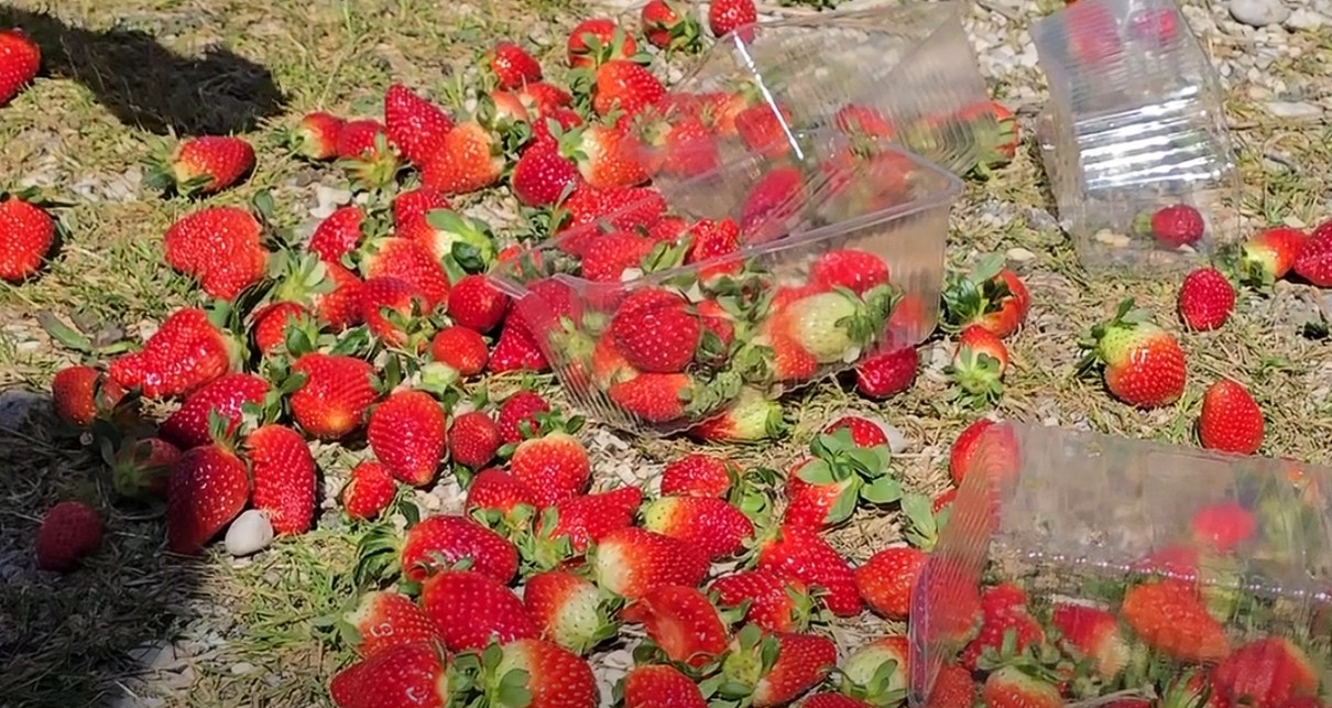 Fermerët e luleshtrydheve në Fier në protestë  Zero ndihmë nga shteti