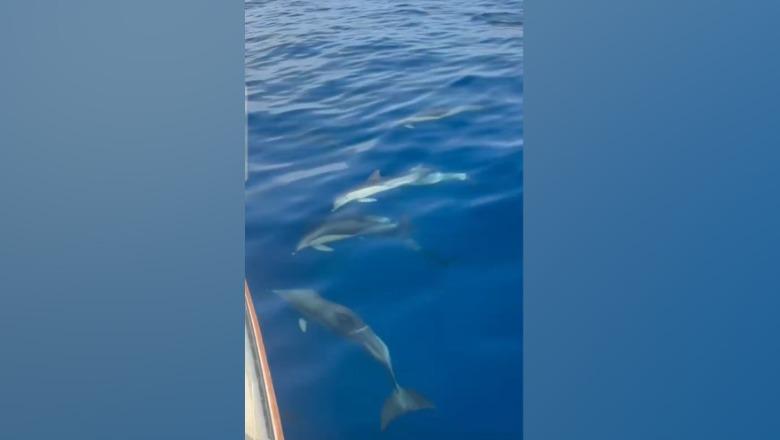 🐬 “pushtojnë” Himarën, spektakël i rrallë në det të hapur