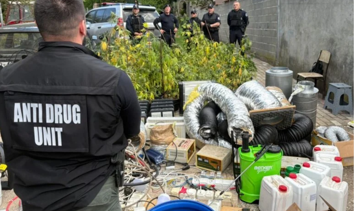 Sekuestrohen 91 bimë kanabisi, armë dhe arrestohet një person