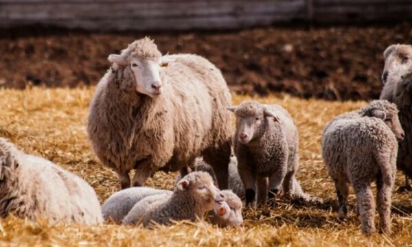 Ndalohet importi i deleve e dhive nga Shqipëria për shkak të shpërthimit të murtajës së kafshëve