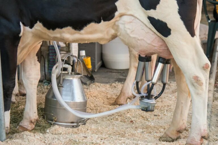 Alarmon shoqata e qumështarëve: Jemi në një situatë alarmante, ka rënë çmimi dhe po godet fermerët