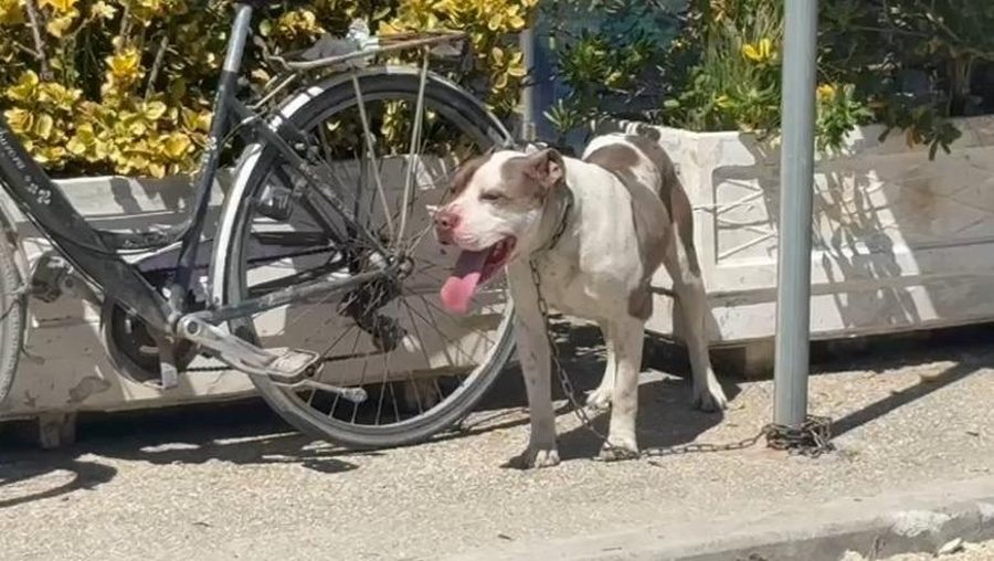 Pitbulli sulmon të miturën  4 vjeçarja futet me urgjencë në sallën e operacionit