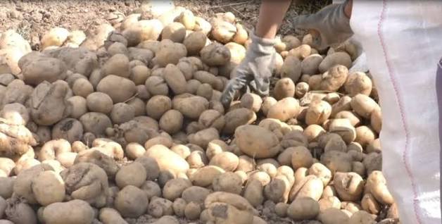 “Lum” patatesh nga Gjermania: Çmimet bien, por zhduken farat vendase