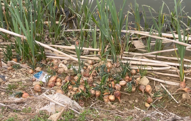 Qepa hidhet në kanale  fermerët e Maliqit pa treg dhe me humbje