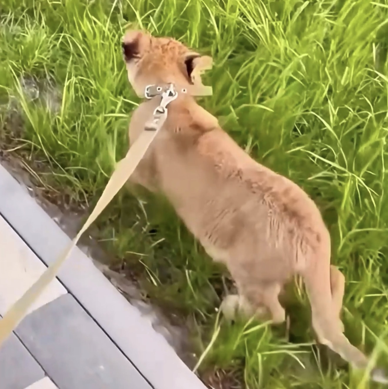 vlonjati-nxjerr-xhiro-ne-qytet-luanin