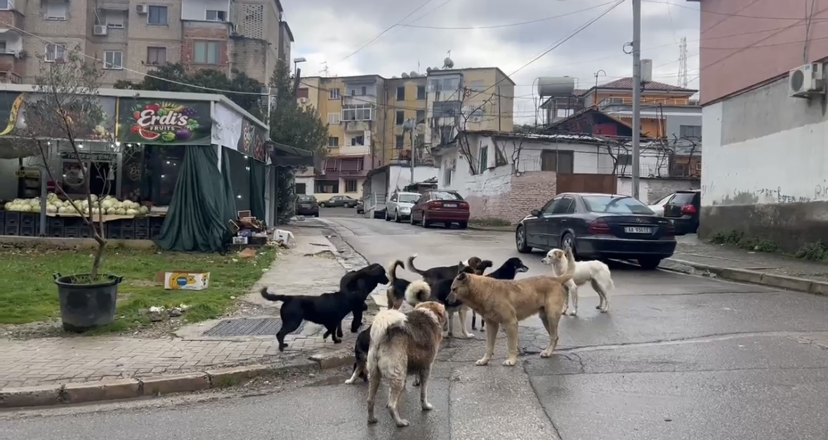 Qentë endacak terrorizojnë banorët e Bulevardit të Ri  kërkohet rehabilitimi i tyre