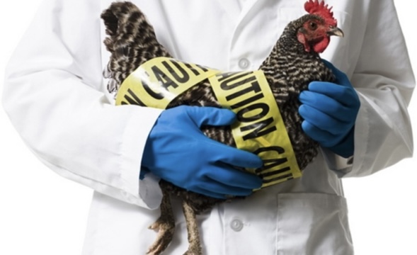 gripi-i-shpendeve-mberrin-ne-evrope-regjistrohet-rasti-i-pare-te-nje-i-mitur