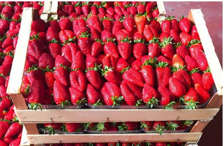 KLSH: AKU dështoi, luleshtrydhet me pesticide u kthyen pa kontroll të plotë