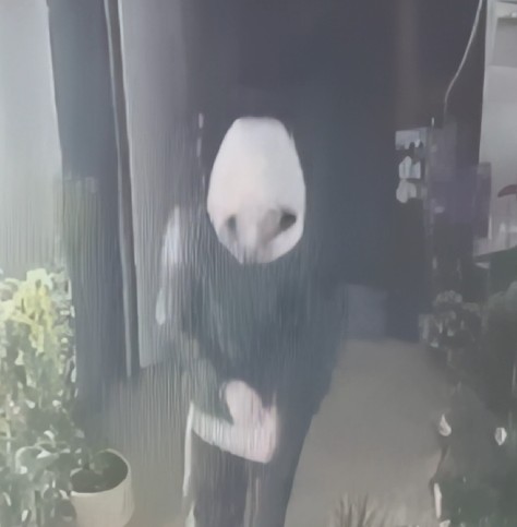 Hajduti thyen xhamin e dyqanit të luleve dhe vjedh paratë