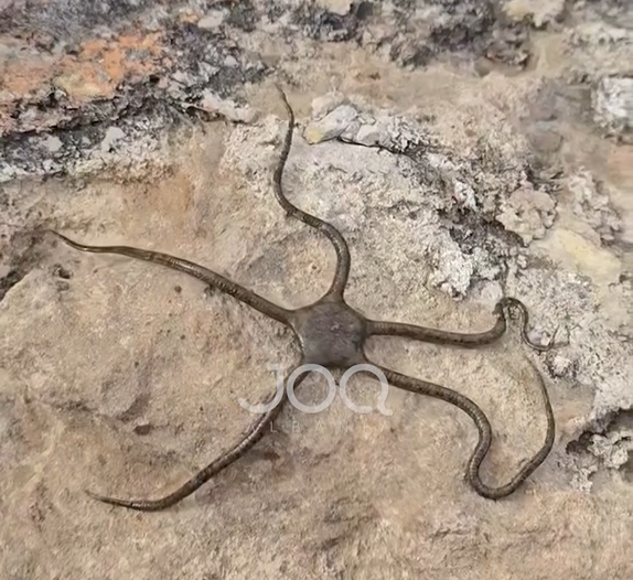 Qytetari filmon krijesën e veçantë në bregdetin e Shëngjinit