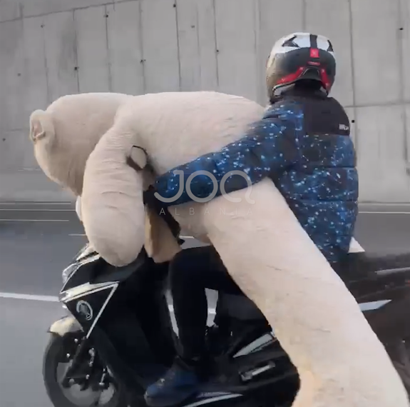 Sakrificat e djemve për dashurinë  I riu sfidon trafikun me arushin gjigant mbi motor