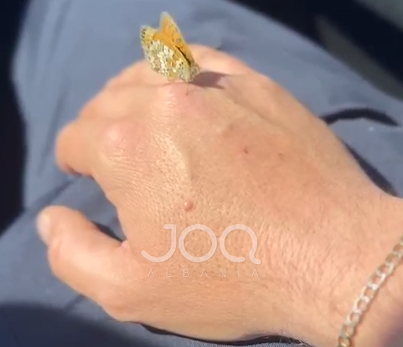  Nga Kisha e Laçit deri në Tiranë  kjo flutur nuk m u nda nga dora 