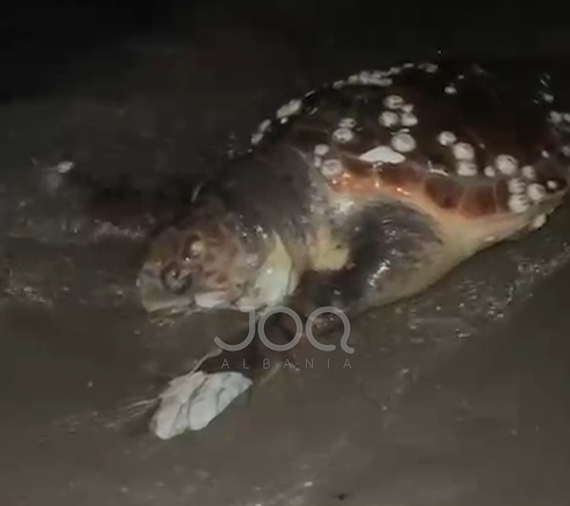 Pamje të trishta nga Vlora  Breshka e ngordhur në breg  qytetari ngre alarmin për rrjetat e peshkimit