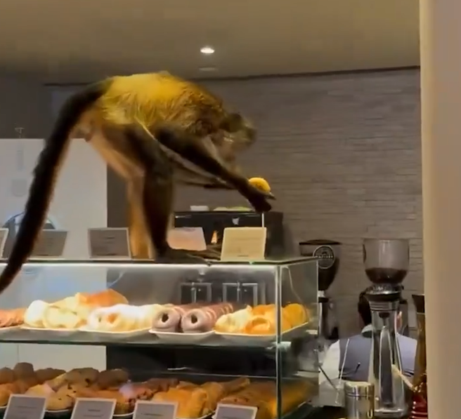 Vjedhje epike në pastiçeri  majmuni  rrëmben  petullat dhe largohet si profesionist