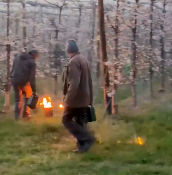 Fermerët francezë ndezin zjarr nën pemët e qershive për t i shpëtuar nga ngrica